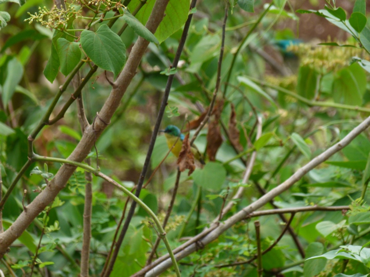 Collared Sunbird - ML634541235