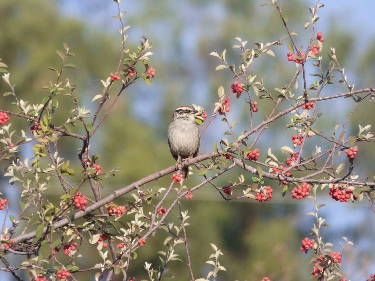 Striped Sparrow - ML634541446