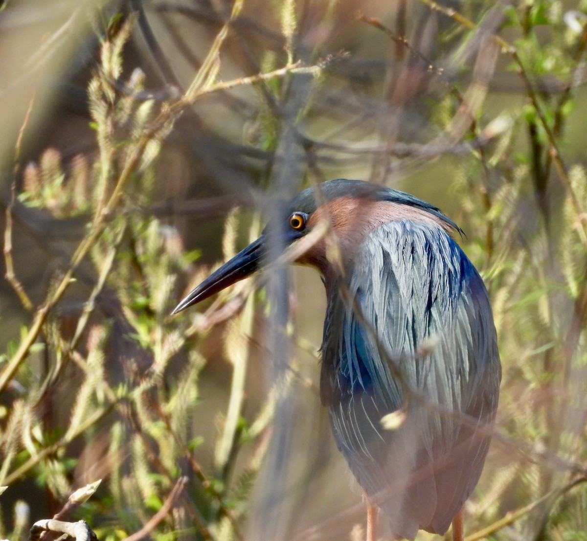 Green Heron - ML634541473