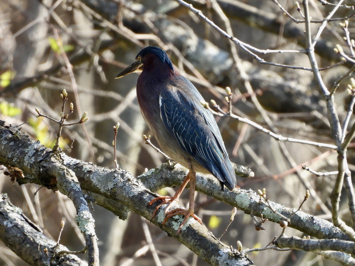 Green Heron - ML634541474
