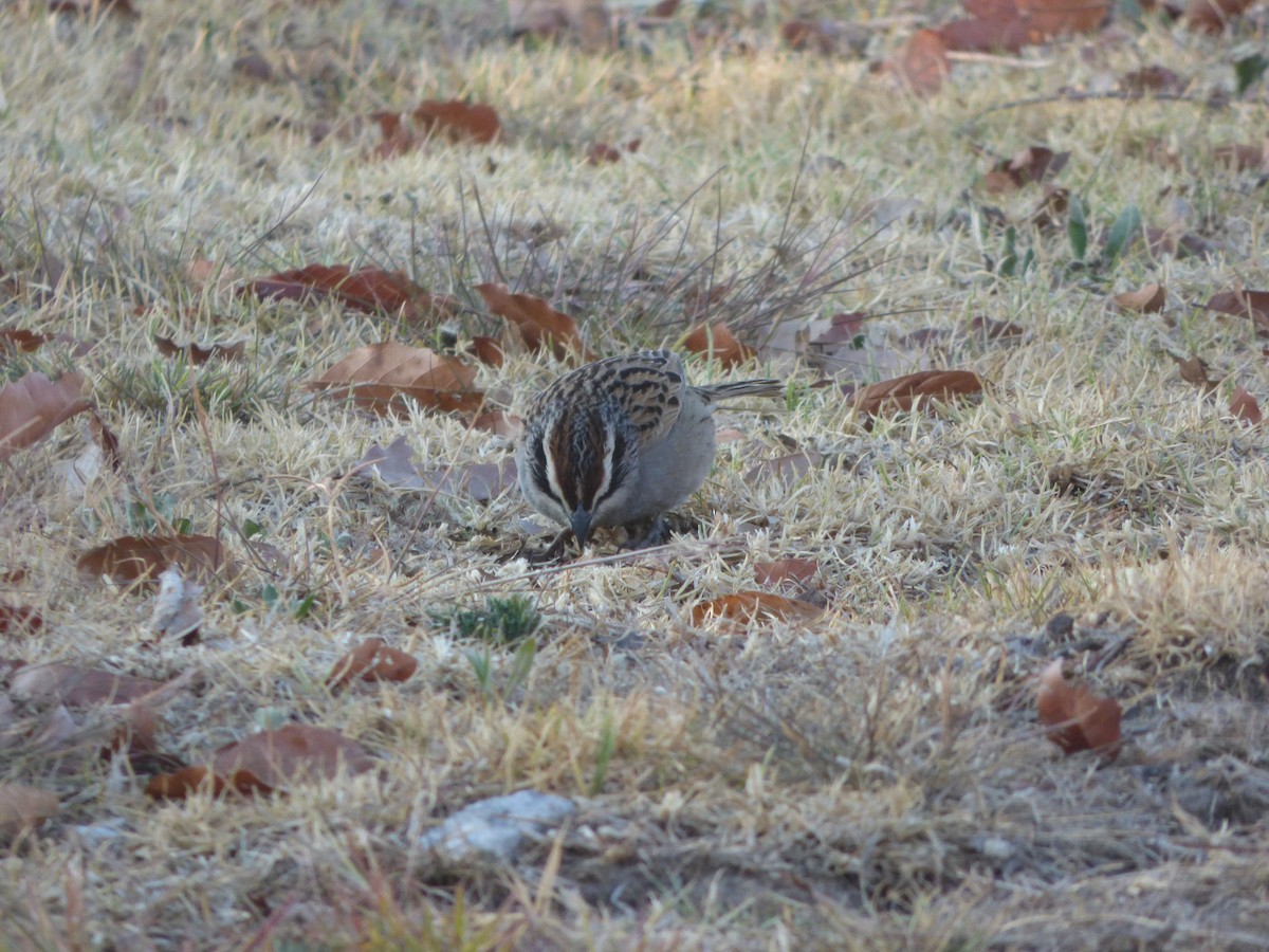 Striped Sparrow - ML634541486