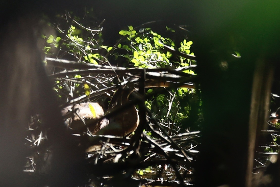 Agami Heron - ML634541527