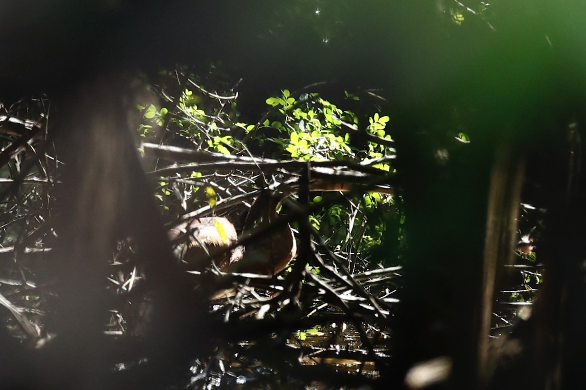 Agami Heron - ML634541528