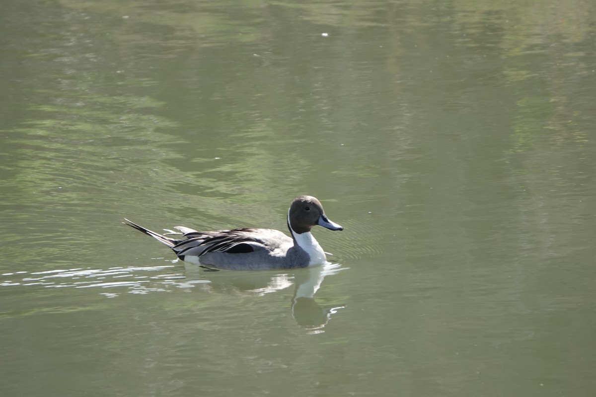 stjertand - ML634541659