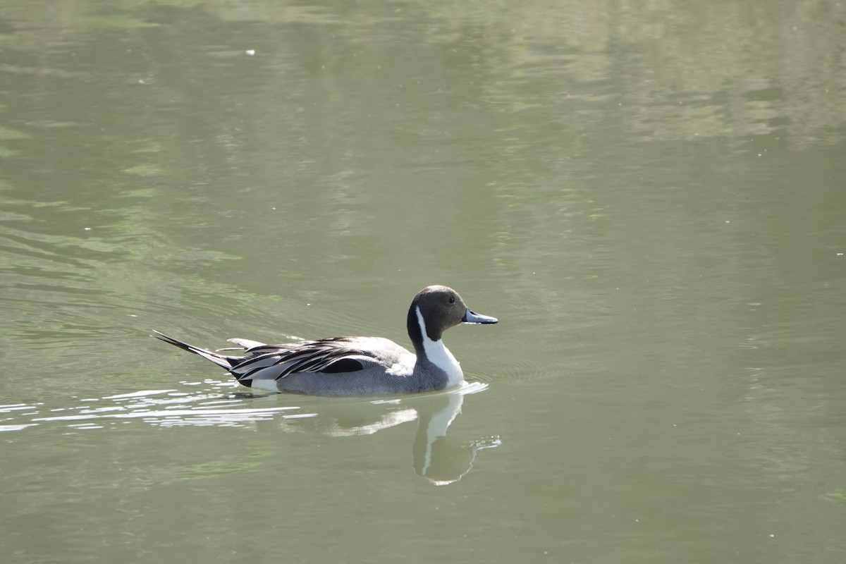 stjertand - ML634541673