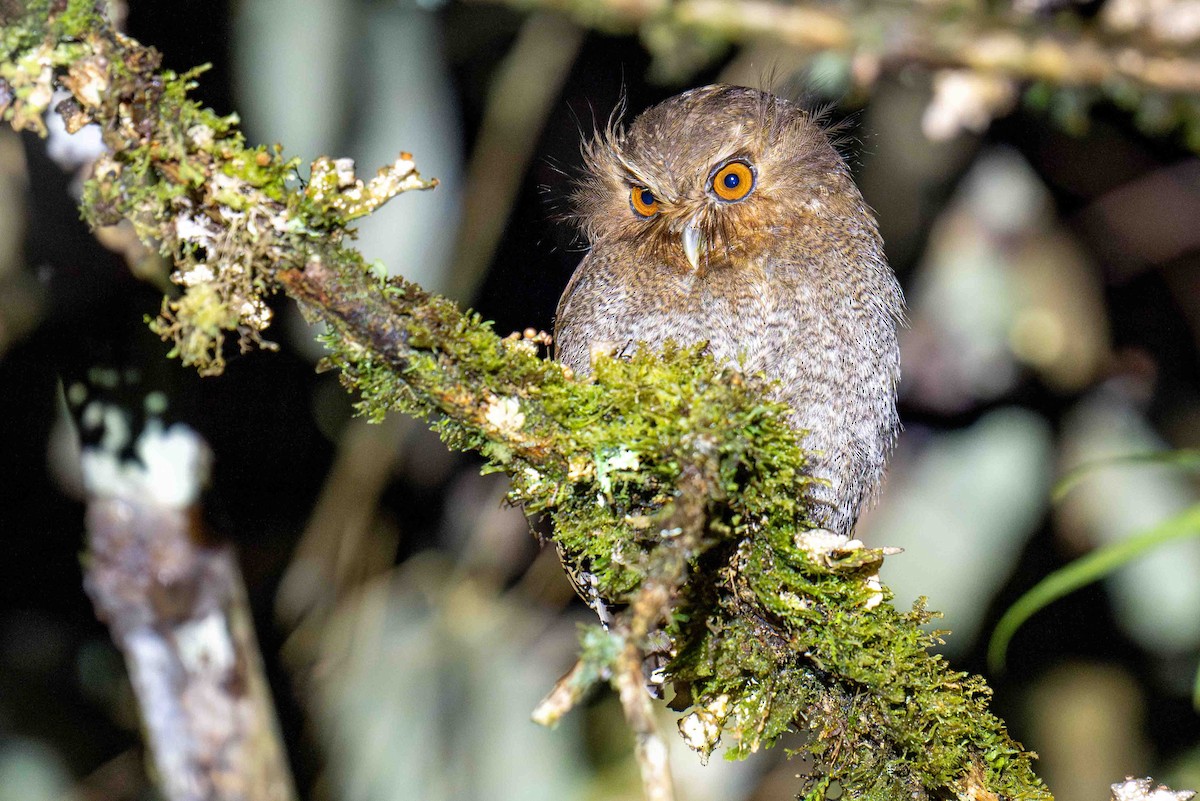 Long-whiskered Owlet - ML634541854