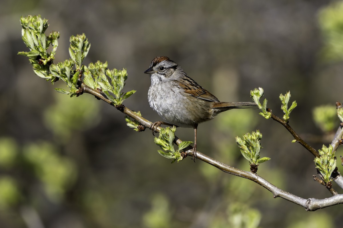 Swamp Sparrow - ML634542111