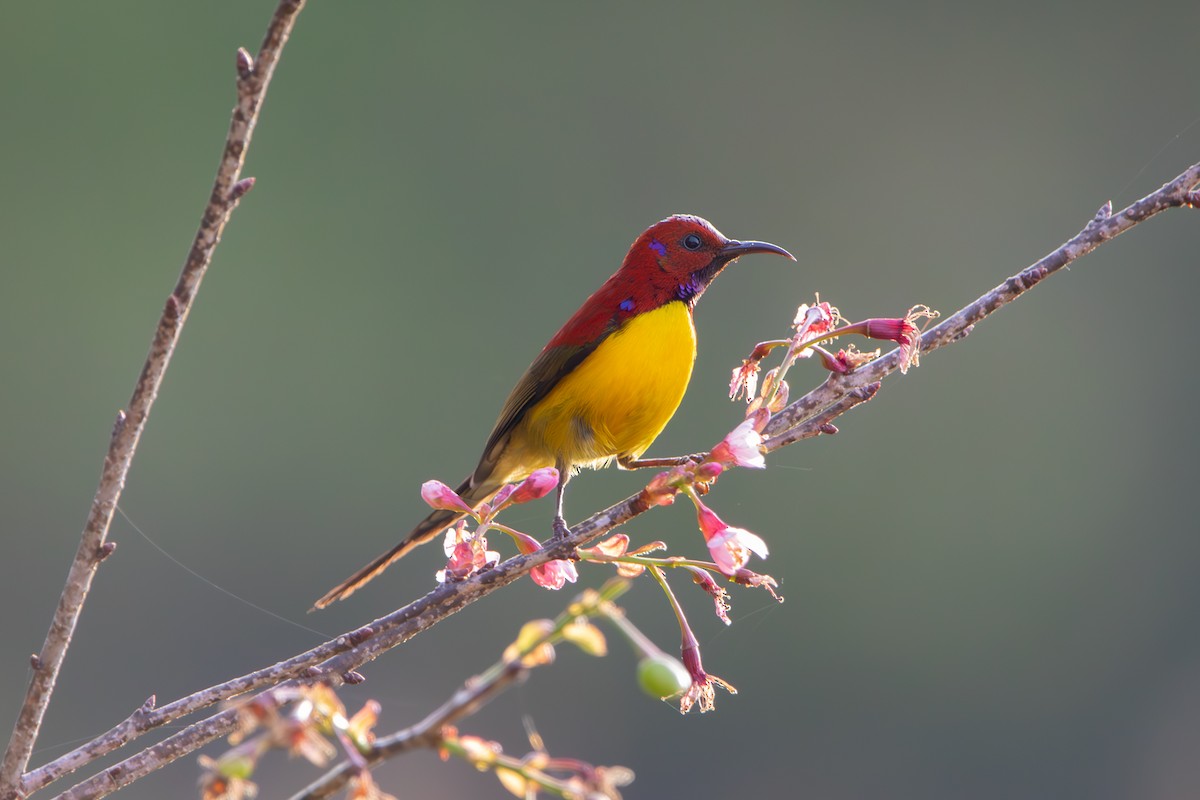 Mrs. Gould's Sunbird - ML634542123