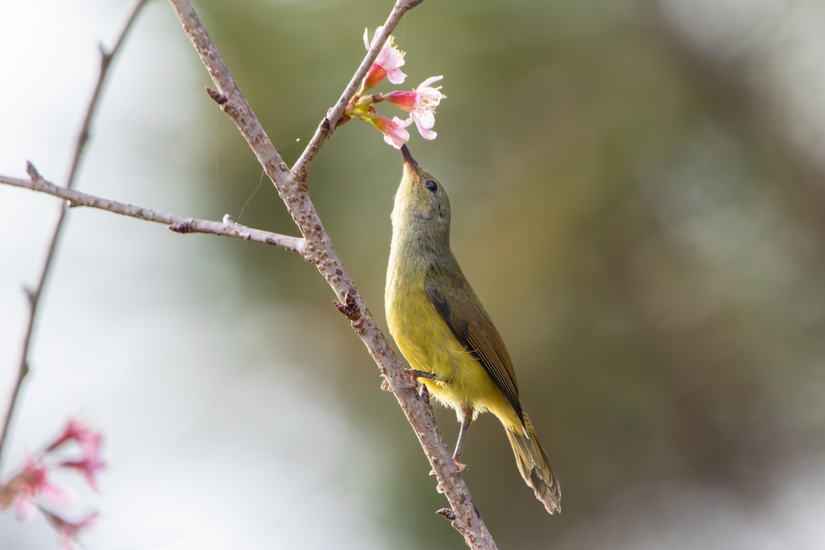 Mrs. Gould's Sunbird - ML634542125