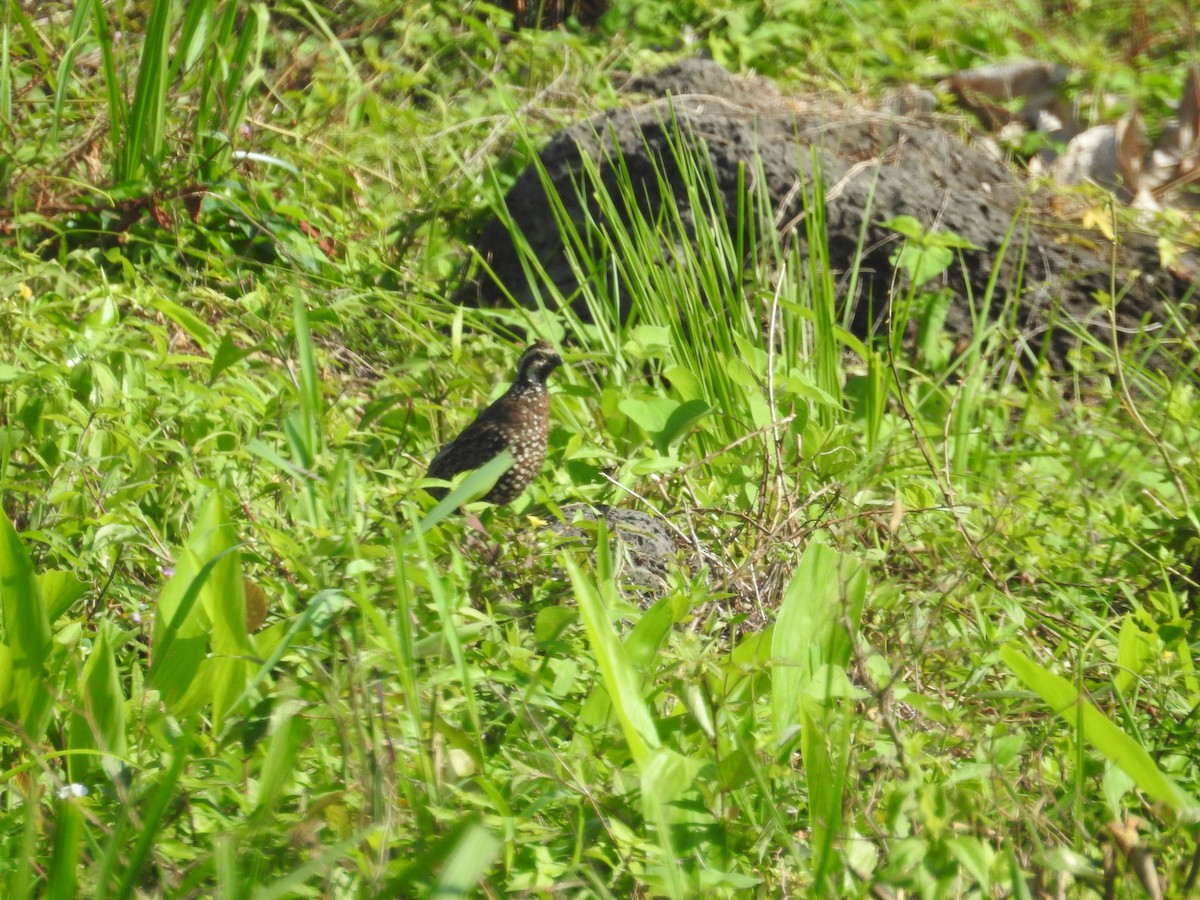 Crested Bobwhite - Héctor Moncada