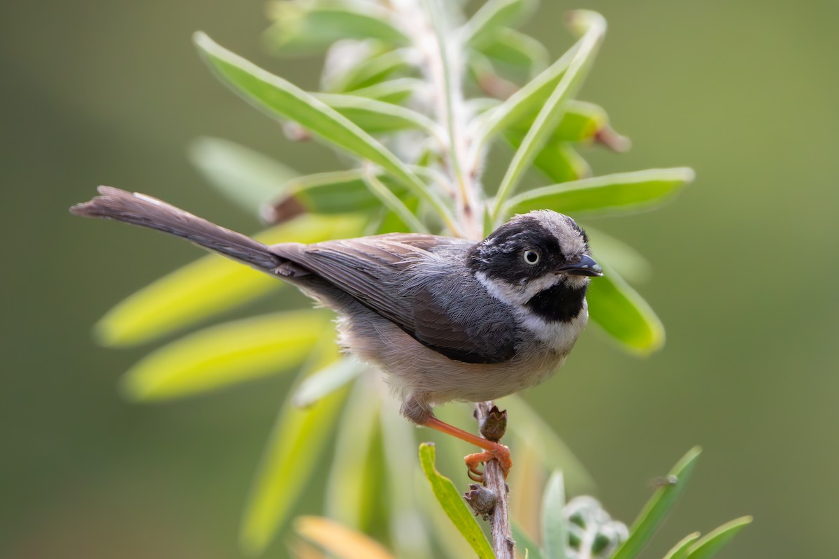 Black-throated Tit - ML634542240