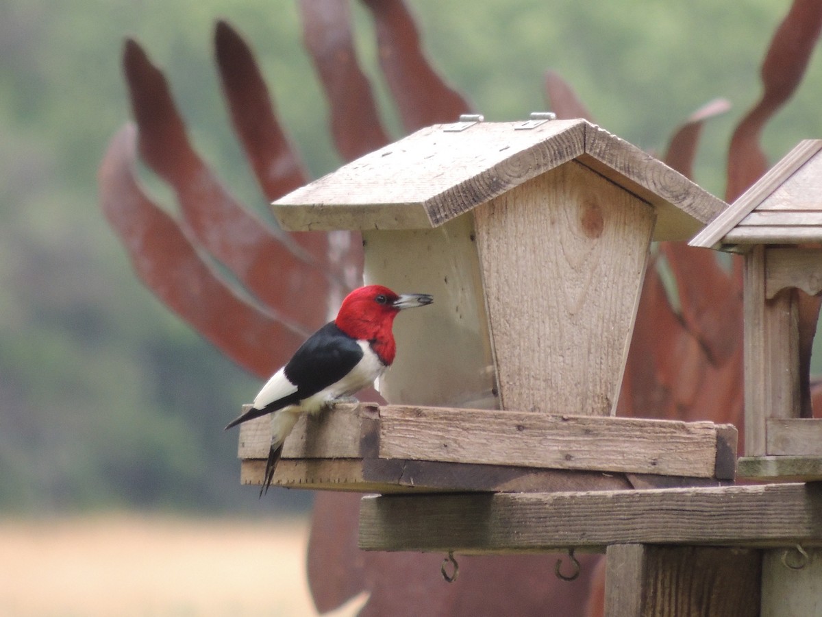 Red-headed Woodpecker - ML63454231