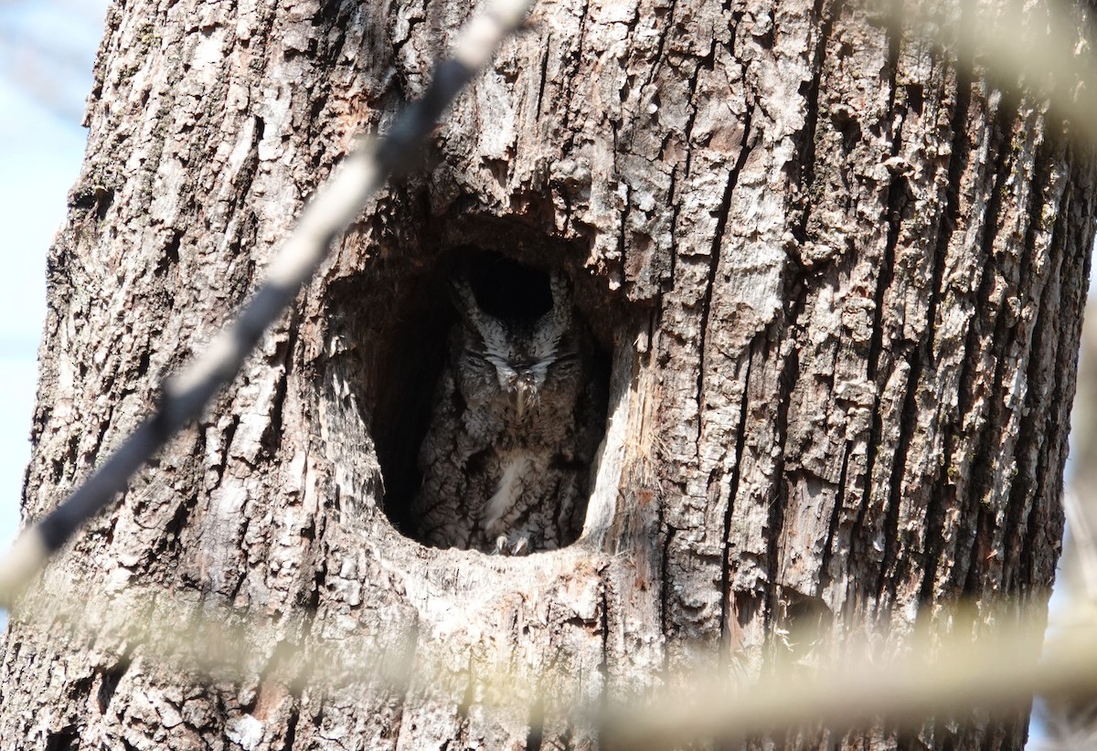 Eastern Screech-Owl - ML634542321