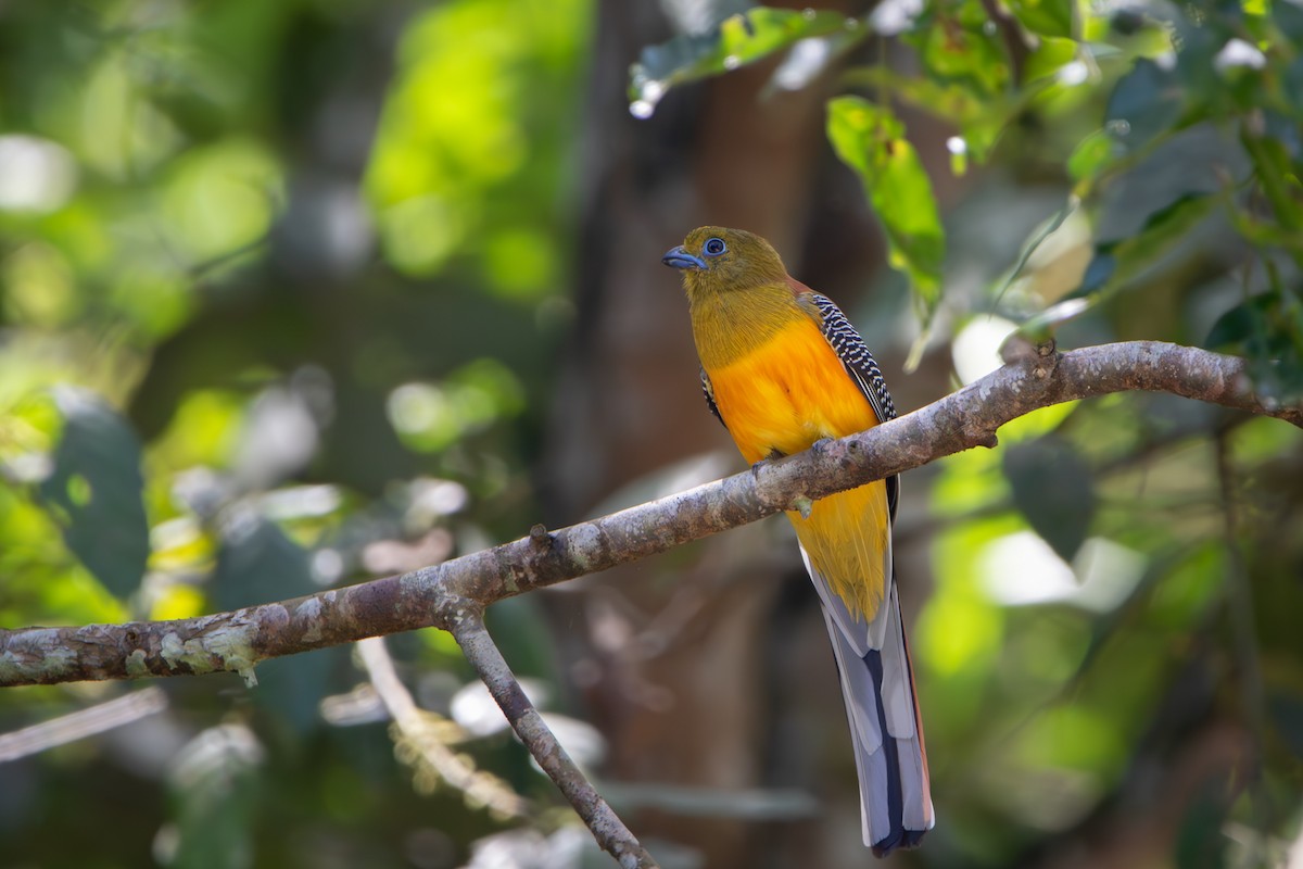 Orangebauchtrogon - ML634542340