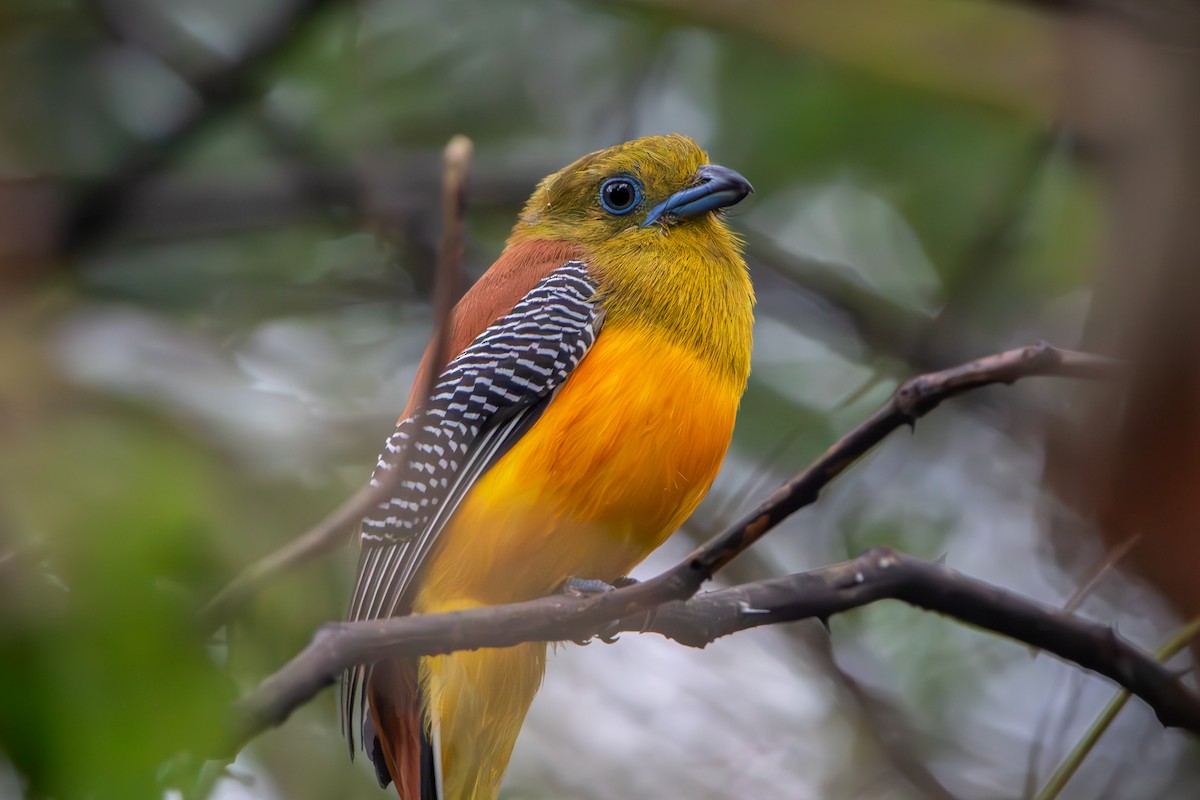 Orangebauchtrogon - ML634542341