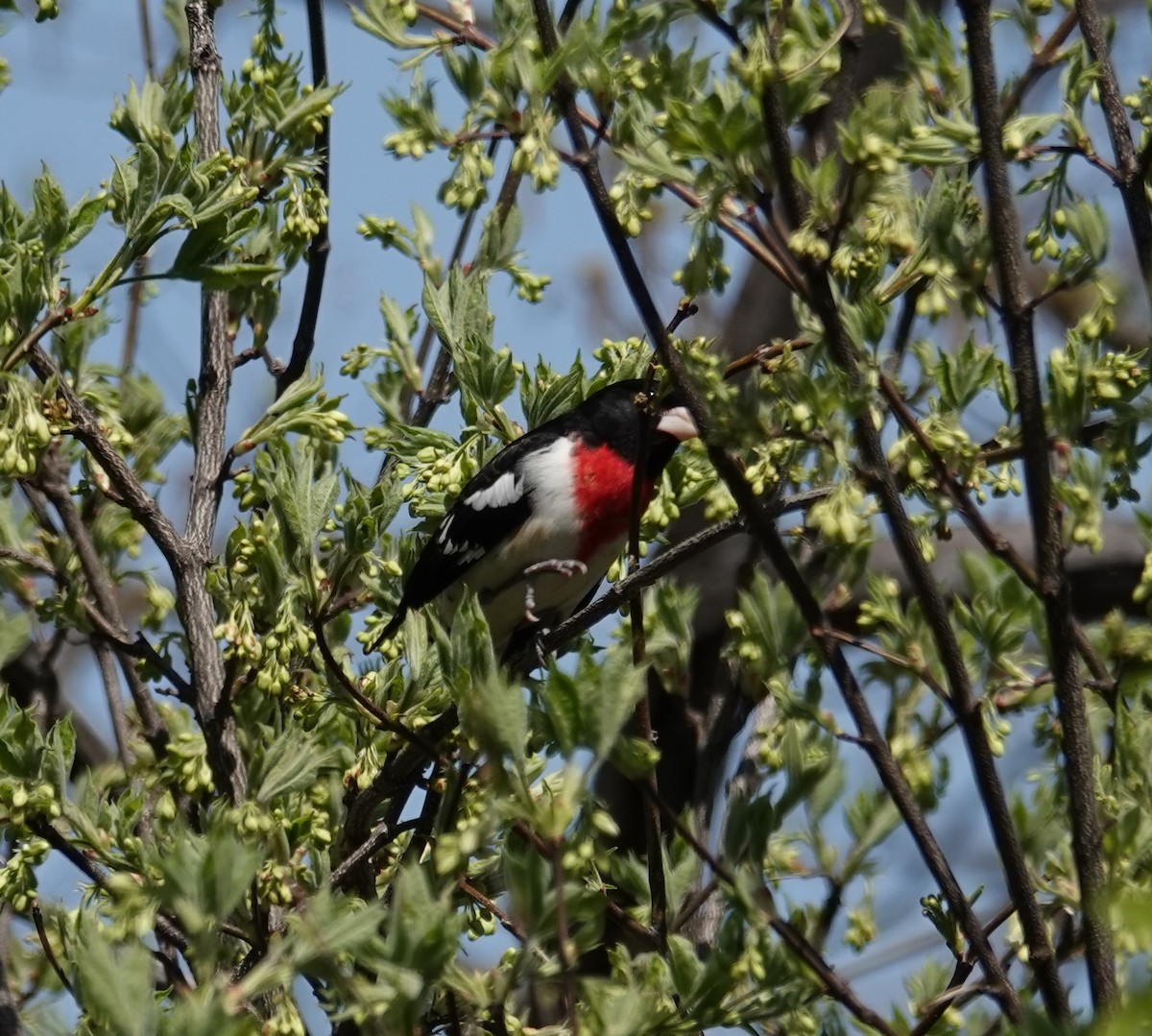 Rose-breasted Grosbeak - ML634542345