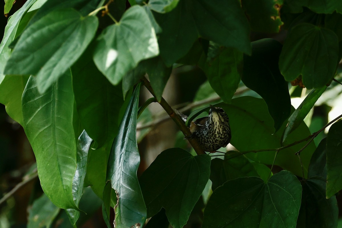 Spot-breasted Wren - ML634542677