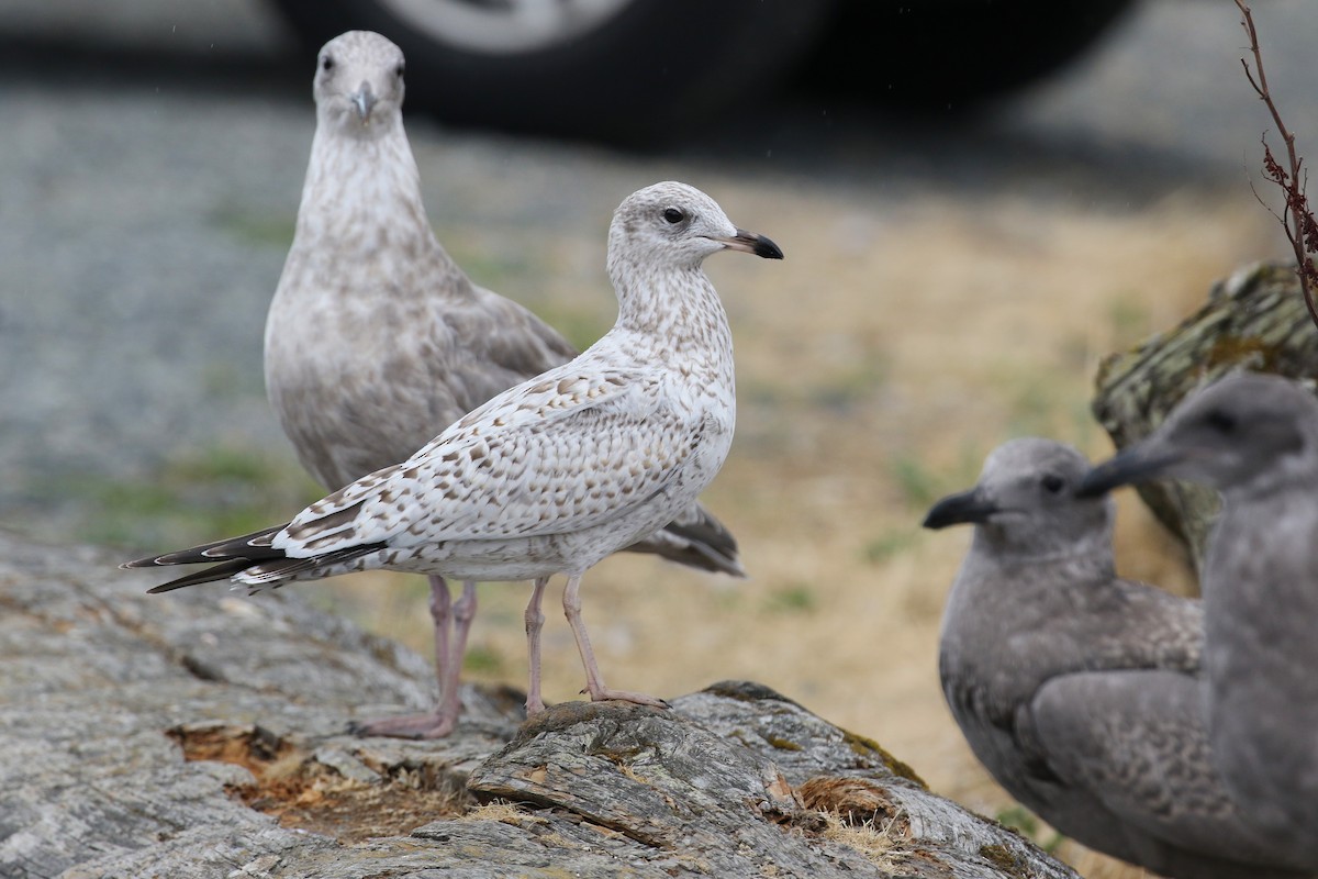 Ring-billed Gull - ML634542713