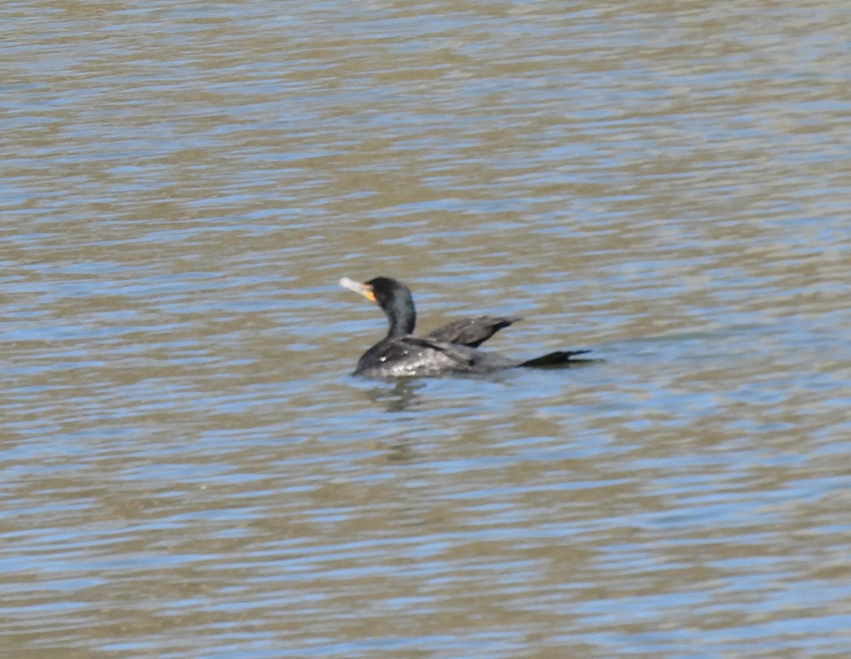 Double-crested Cormorant - ML634542728
