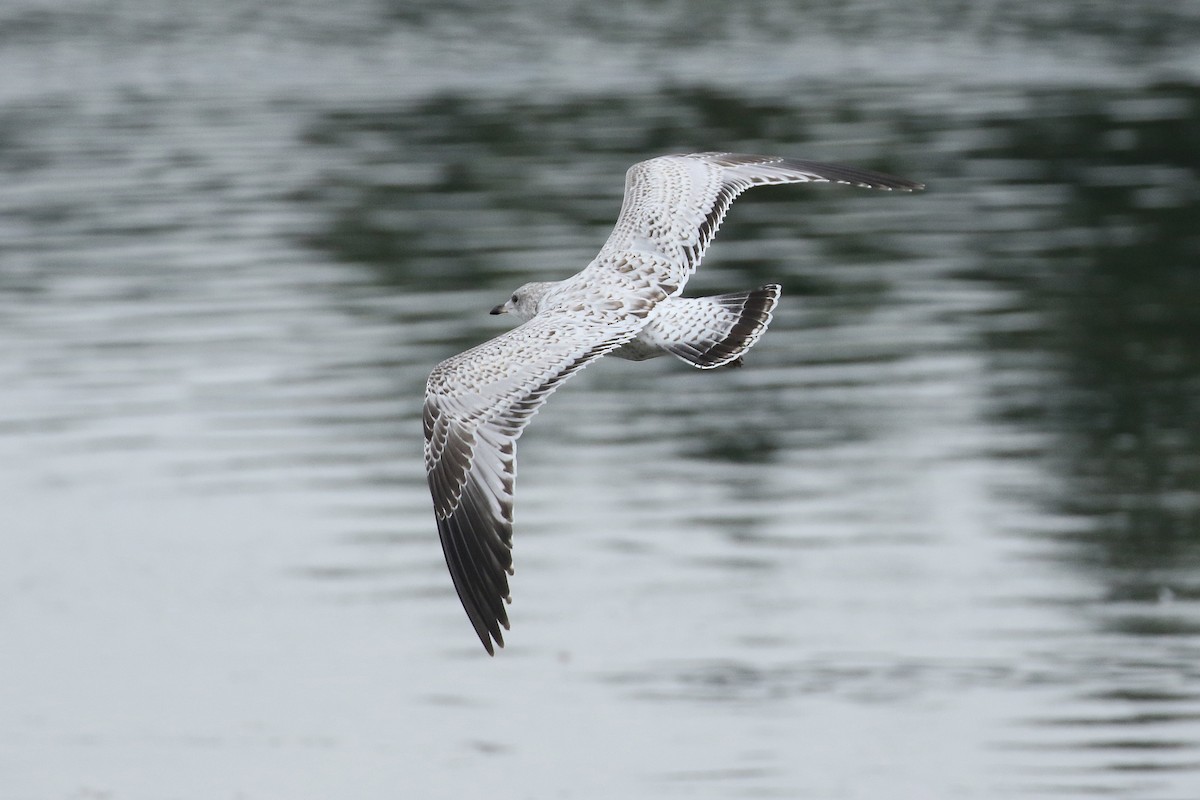 Ring-billed Gull - ML634542732