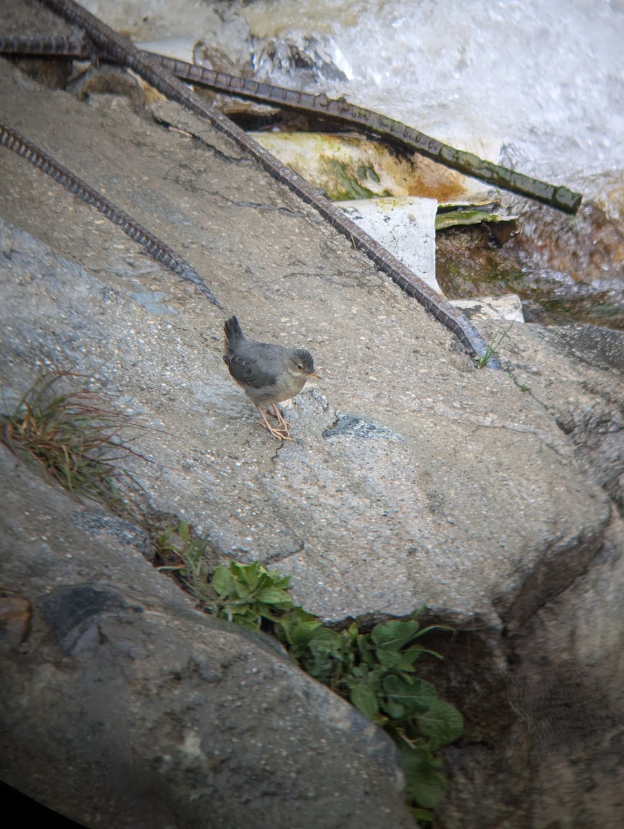 American Dipper - ML634542769