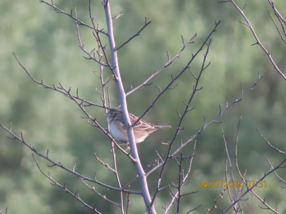 Grasshopper Sparrow - ML634542947