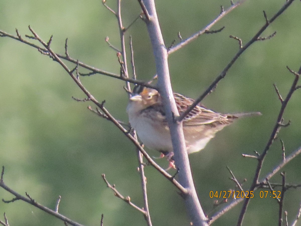 Grasshopper Sparrow - ML634542959