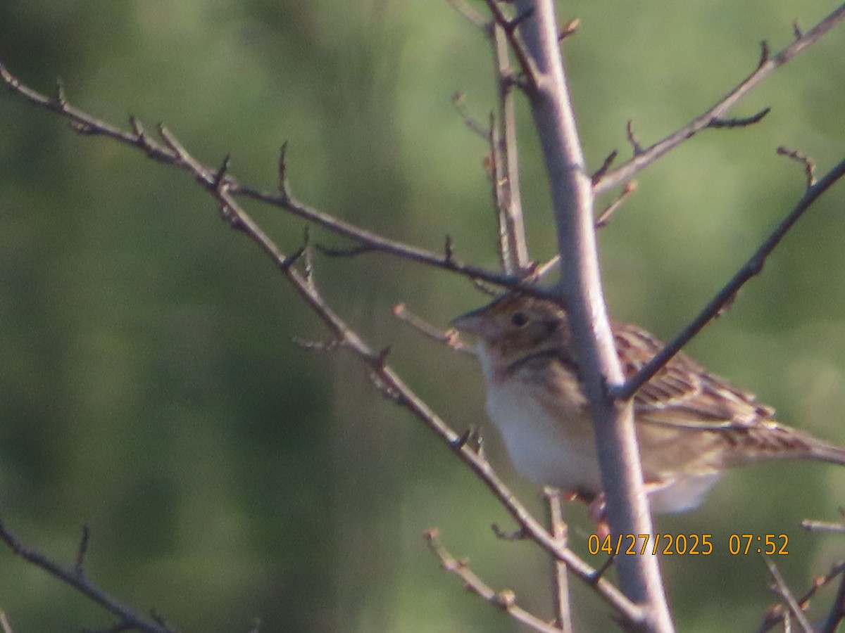 Grasshopper Sparrow - ML634542964