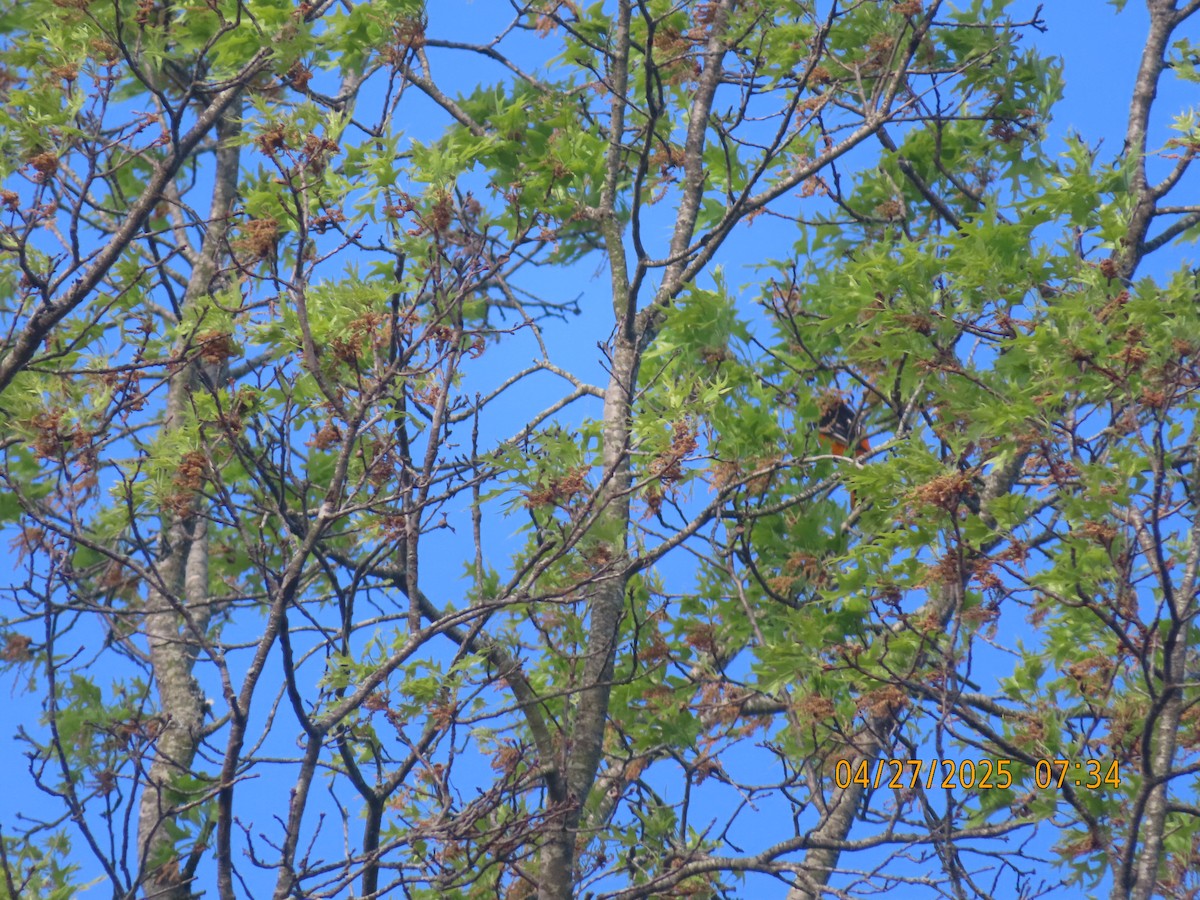 Baltimore Oriole - ML634542974