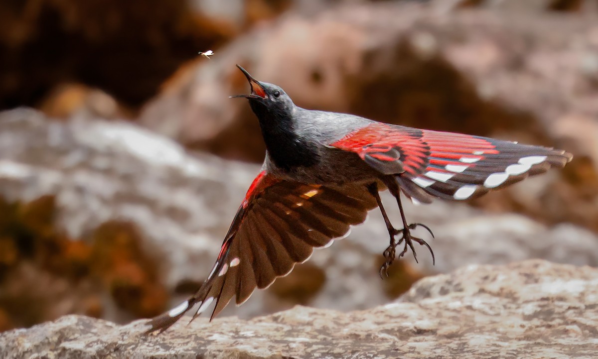 Wallcreeper - Koray Öğreten