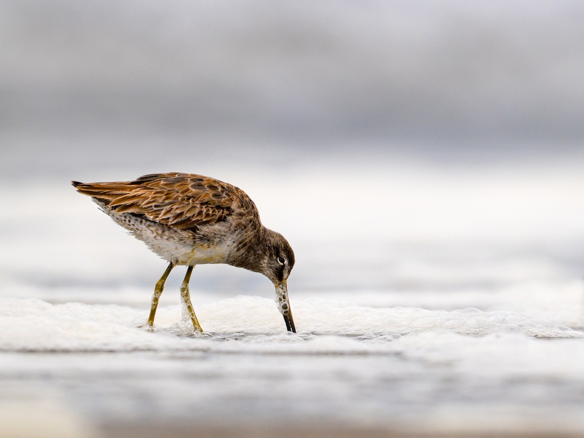 Short-billed Dowitcher - ML634543263