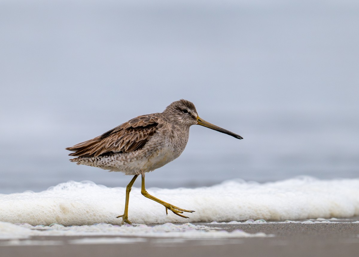 Short-billed Dowitcher - ML634543265