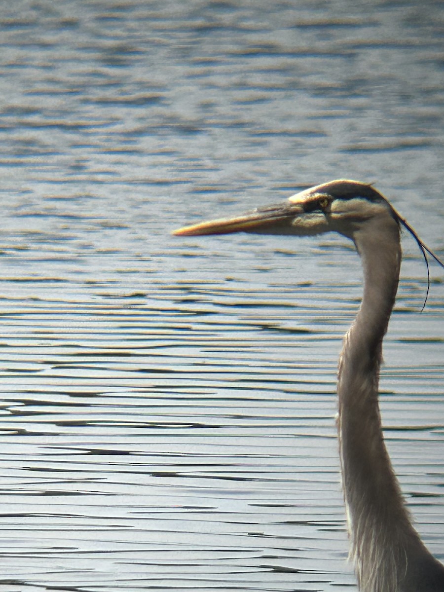 Great Blue Heron - ML634543433