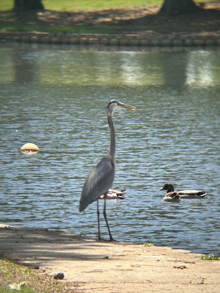 Great Blue Heron - ML634543434