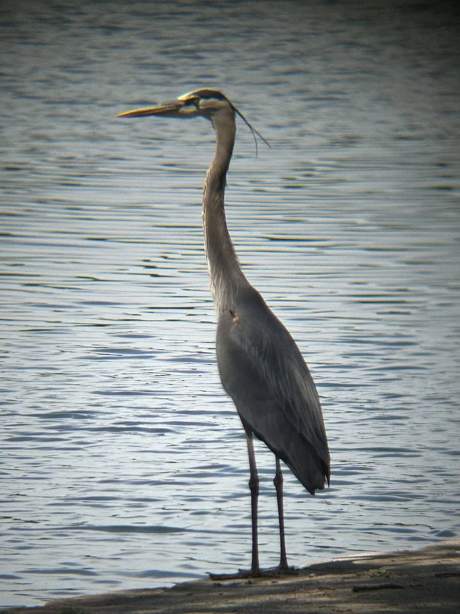 Great Blue Heron - ML634543435