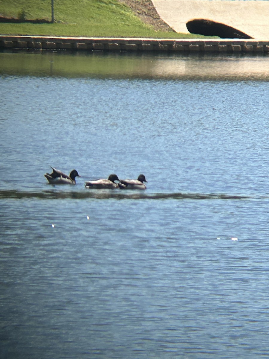 Mallard - ML634543453