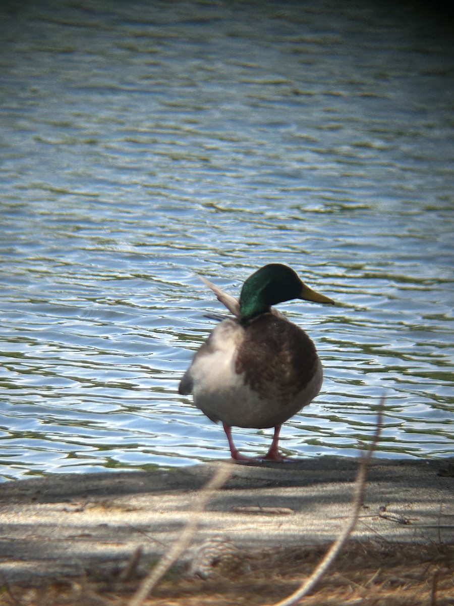 Mallard - ML634543455