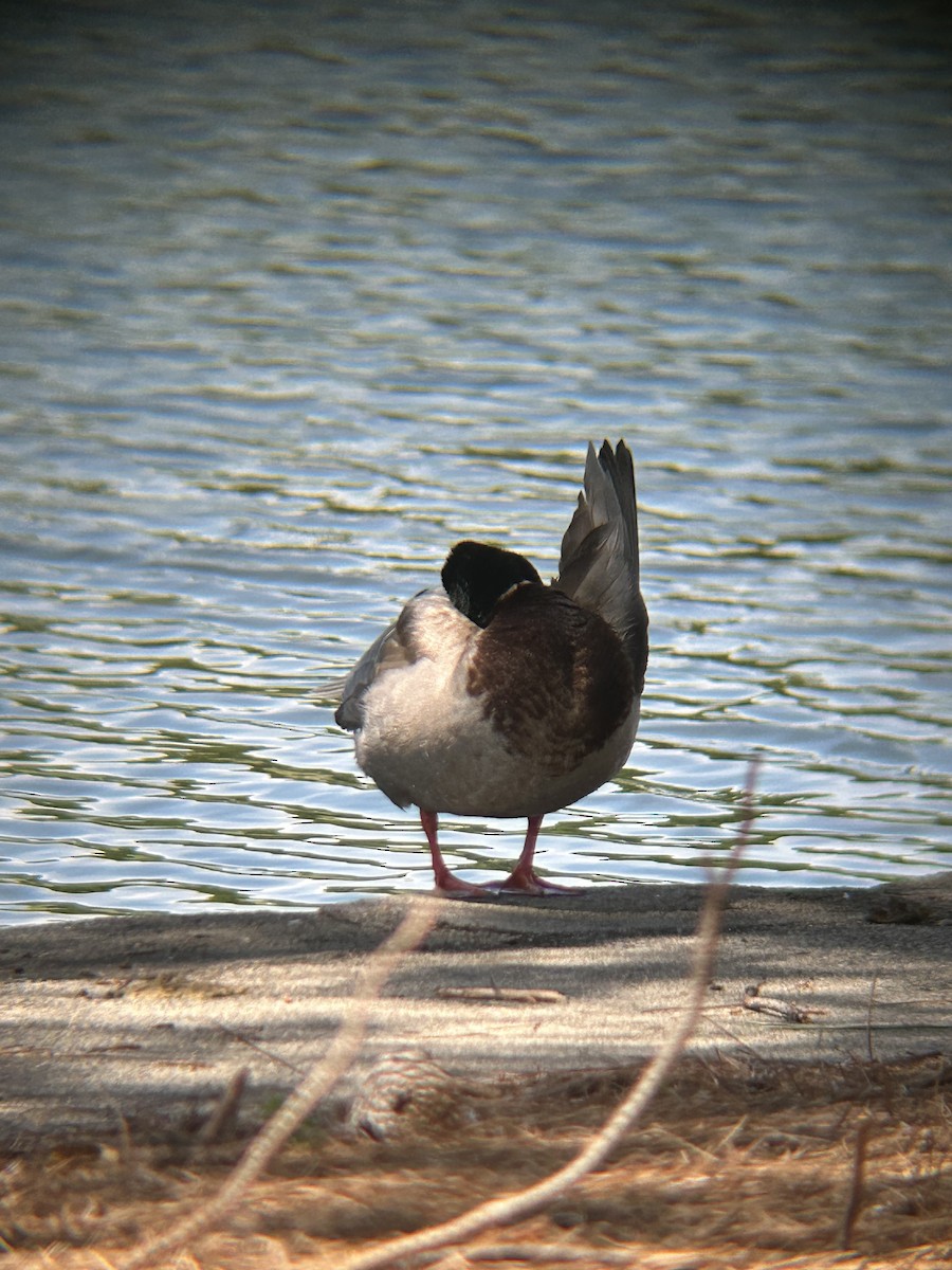 Mallard - ML634543458