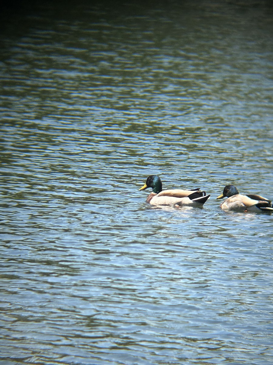 Mallard - ML634543468