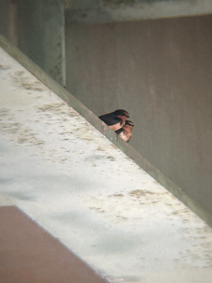 Barn Swallow - ML634543511