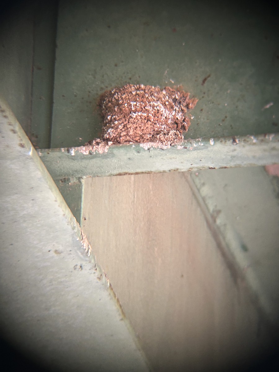 Barn Swallow - ML634543512