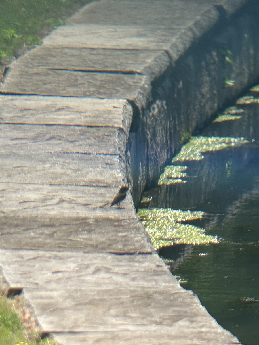 Eastern Phoebe - ML634543529