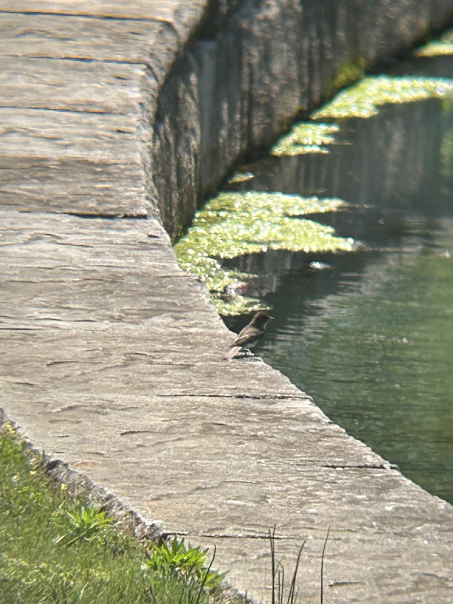 Eastern Phoebe - ML634543530
