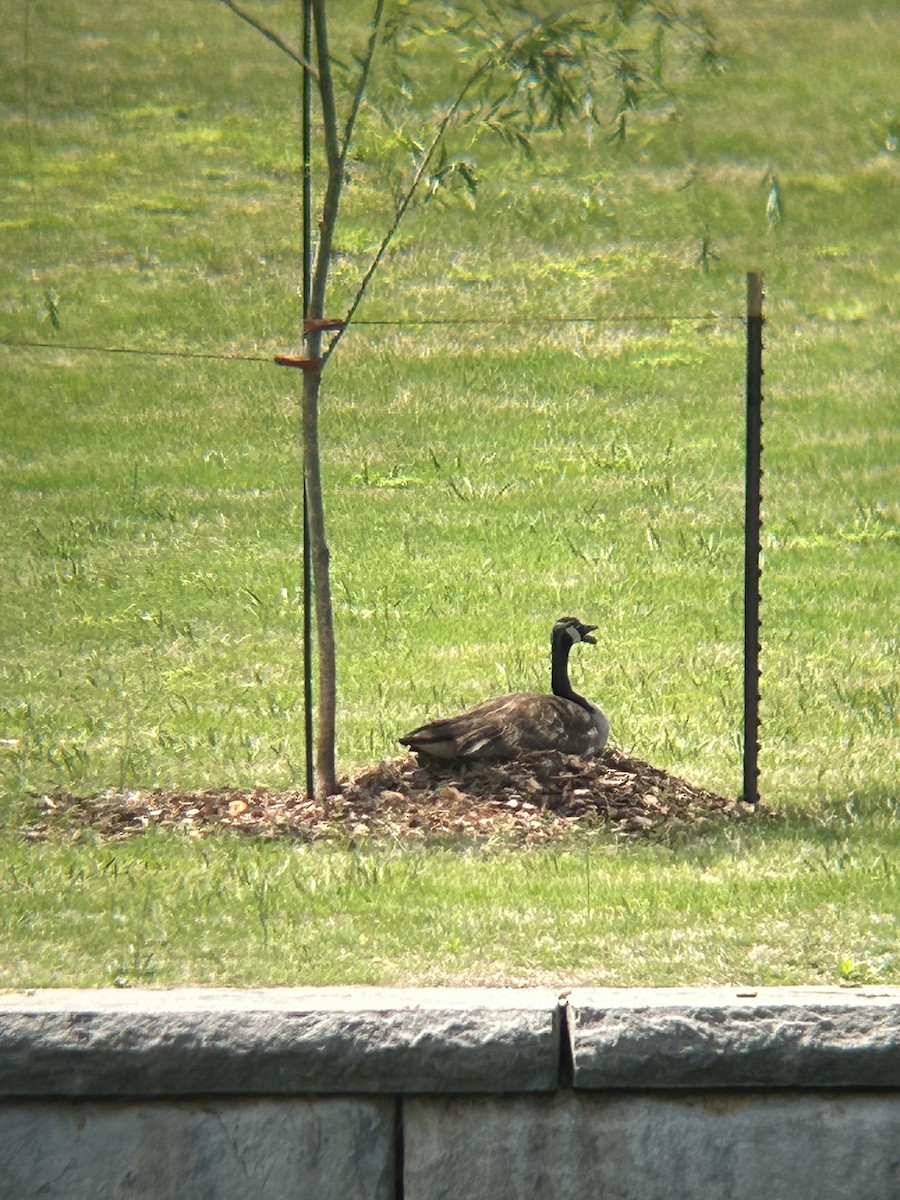 Canada Goose - ML634543572