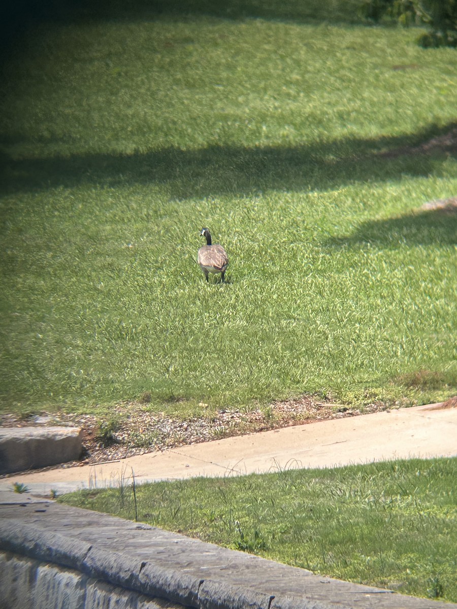 Canada Goose - ML634543573