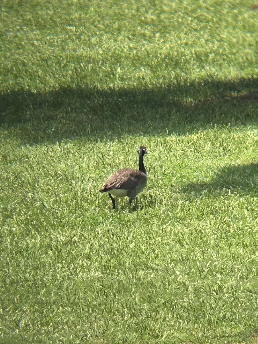 Canada Goose - ML634543574