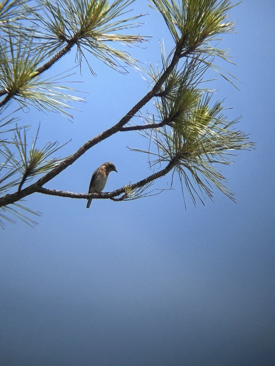 Eastern Bluebird - ML634543615