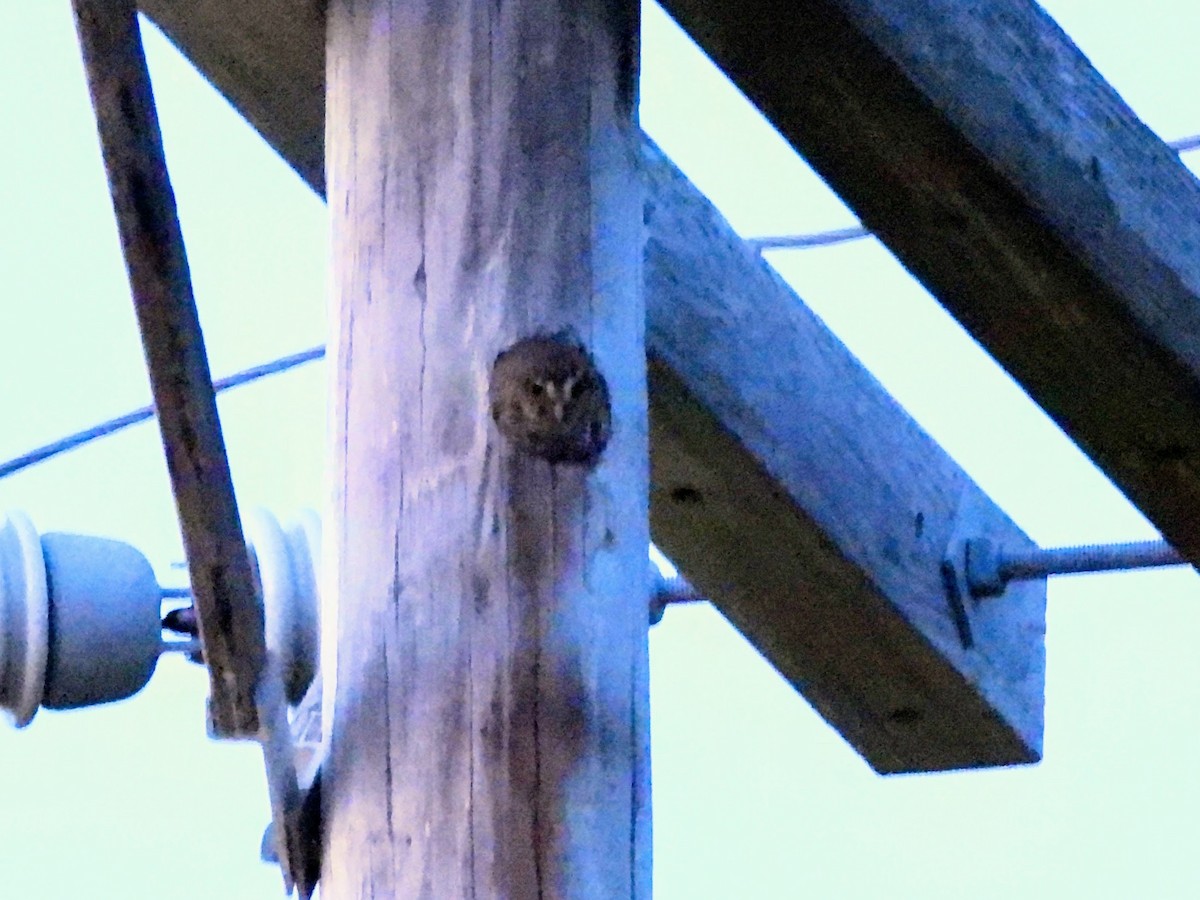 Elf Owl - ML634543616