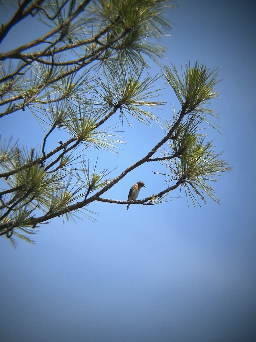Eastern Bluebird - ML634543617