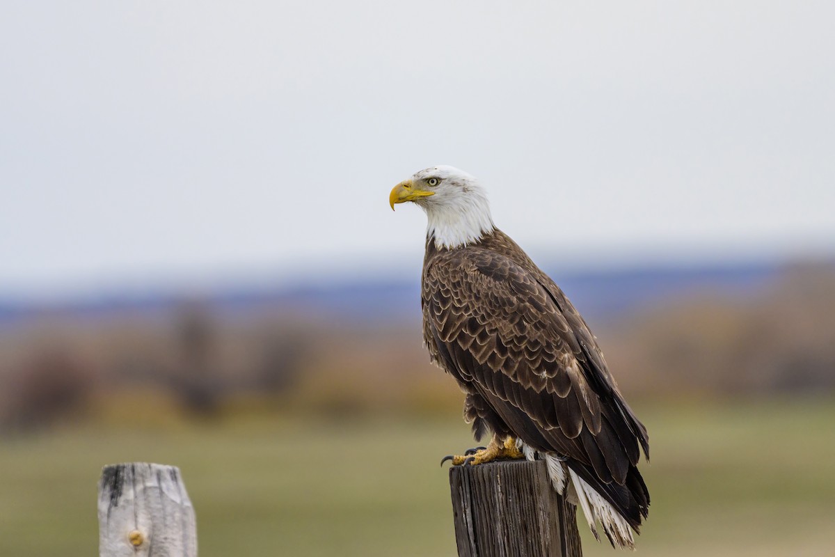 Bald Eagle - ML634543625